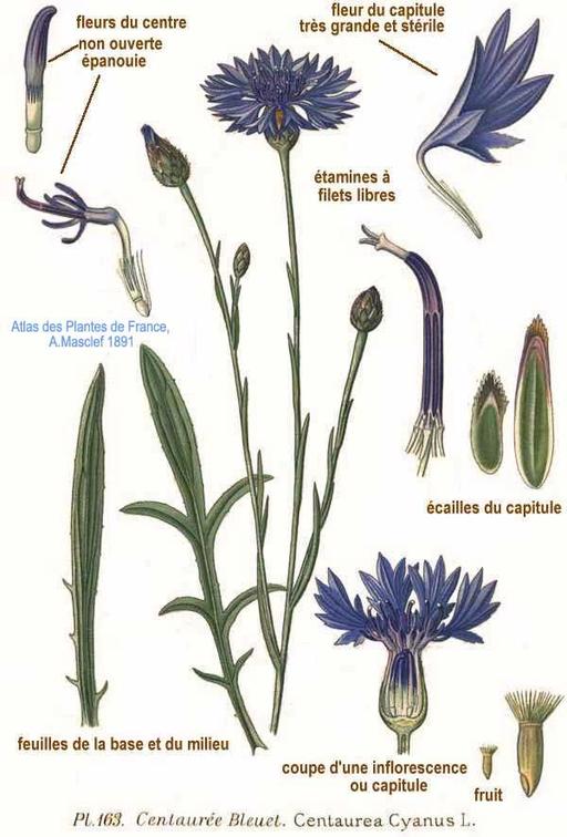 Centaurea_cyanus