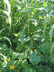 Association traditionnelle de maïs, haricot et courge au Mexique.