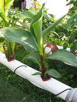 Photo d'un plant de bananier dans le potager hydroponique HydroTown.
