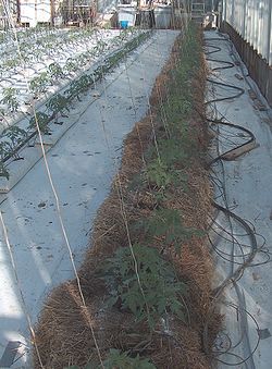 Variante de culture hydroponique de tomates, sur ballot (hybrides de Black Macigno), Sardaigne, Italie