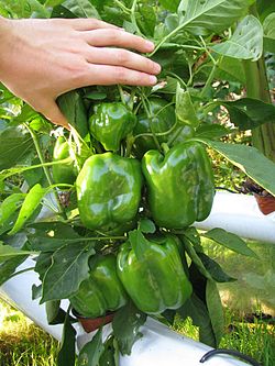 Récolte de poivrons sur le potager hydroponique HydroTown.