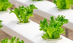 Des salades dans un système aquaponique NFT.